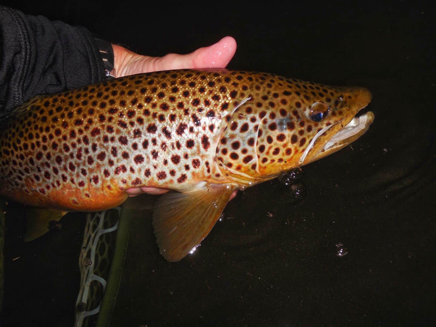 Fishing the Hex Hatch for Huge Brown Trout - Fly Fishing the