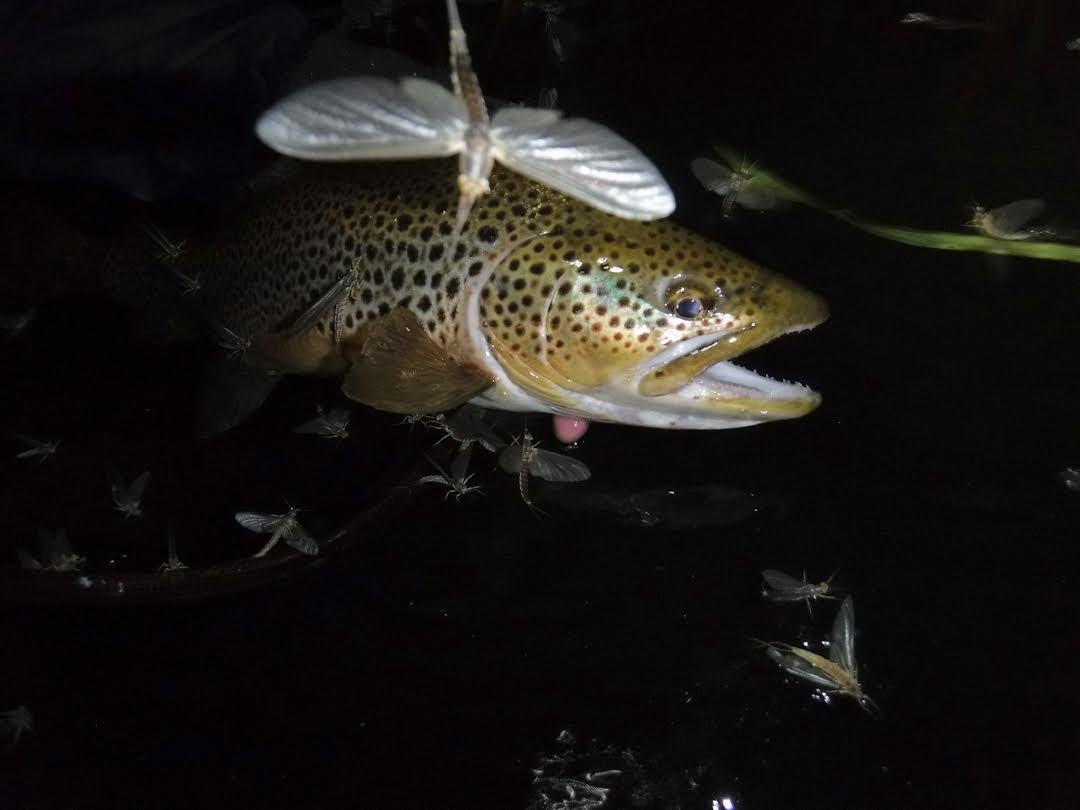Fly Shop, Fishing Lodge, and Restaurant in Grayling, Michigan